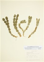 藏品(反捲葉石杉)的圖片